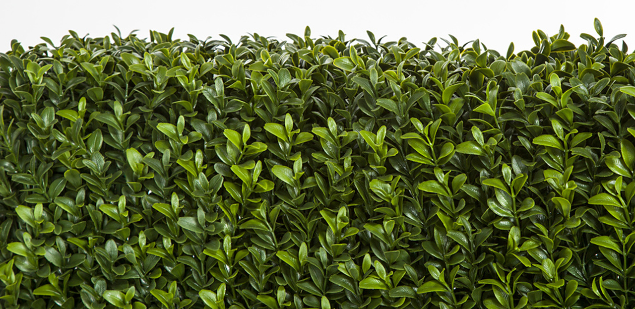 48 Inch nd  8 Inch and 65 Inch Ultraviolet (UV) Boxwood Hedge